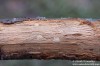 tesařík (Brouci), Exocentrus lusitanus, Cerambycidae, Acanthocinini (Coleoptera)